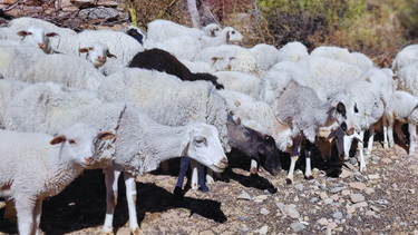La capacidad de adaptación de los ovinos contribuye a la biodiversidad.