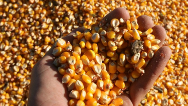 La avicultura entrerriana, motor clave del consumo de maíz forrajero, impulsa la economía regional y la producción pecuaria.