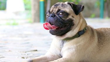Genética responsable, clave para el bienestar animal.