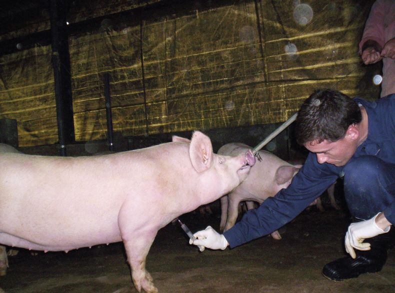 El MV Ramiro Llamas aplicando sanidad en las granjas de porcinos.