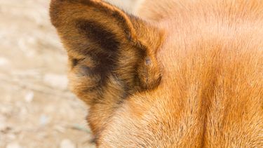 La otitis canina requiere un abordaje integral para preservar la salud auditiva de los perros.