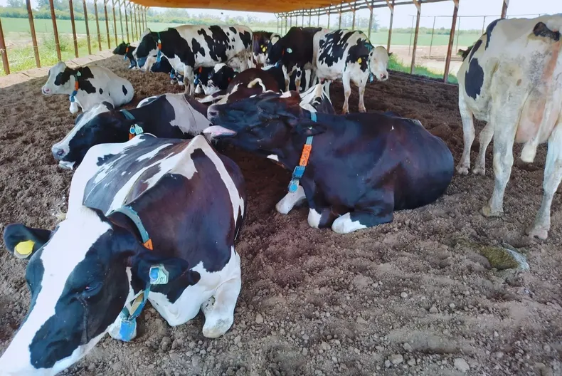 Estrés calórico. Es clave un monitoreo continuo de indicadores fisiológicos y conductuales.