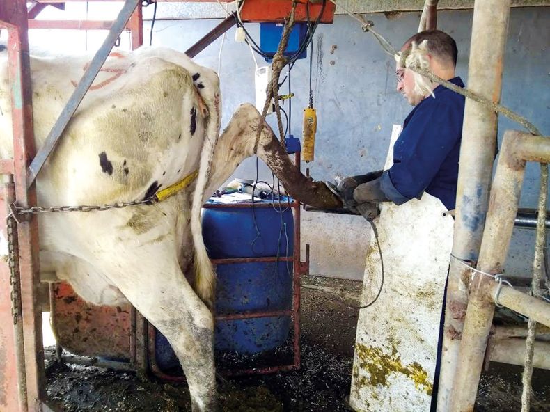 El objetivo de la Encuesta de Podología Bovina es poder dar una solución más puntual en relación a la información que obtengan y, a partir de allí, pensar en distintas capacitaciones.