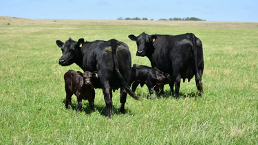 El curso teórico-práctico de inseminación artificial tendrá un cupo limitado.
