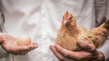 ¿Una Salud? Luego que se quitara la obligatoriedad de aplicar la vacuna a los animales de manera anual, se bajó la guardia contra la enfermedad.