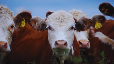 Las lágrimas en los terneros es una armadura natural que los protege de patógenos invasivos.