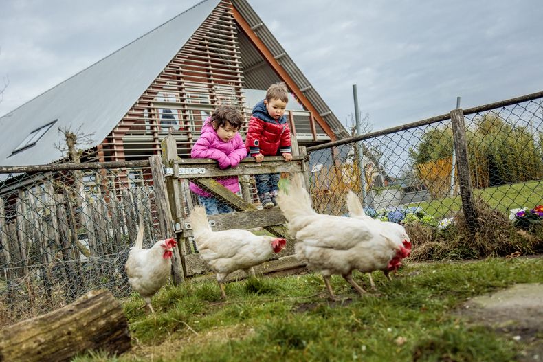 La avicultura se encuentra ante el desafío de satisfacer la creciente demanda de alimentos en forma sostenible y responsable.