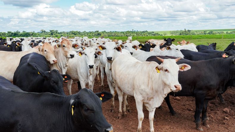 La regulación de antimicrobianos impacta en las exportaciones de carne bovina de Brasil a la Unión Europea.