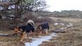 Los perros asilvestrados fueron registrados en el 93% de los campos relevados.