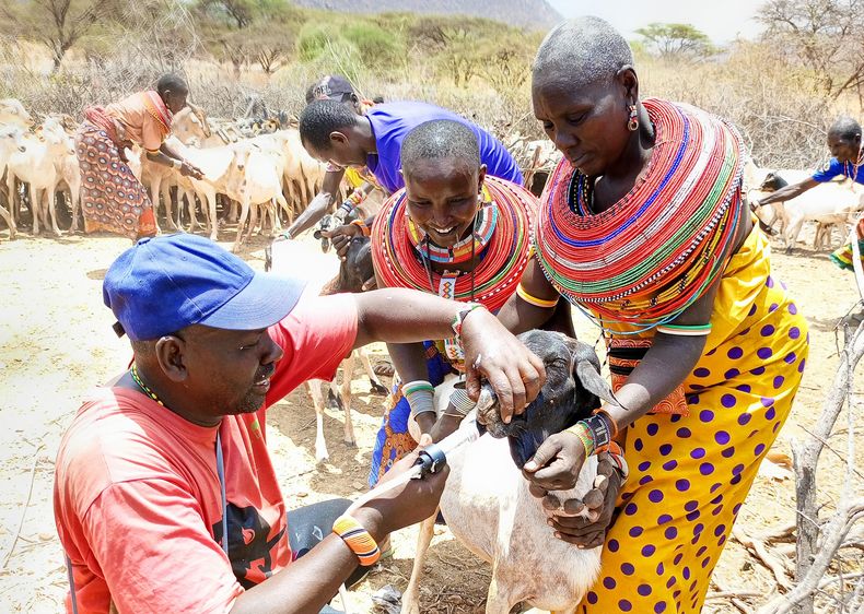 La resistencia antimicrobiana puede afectar gravemente la salud y el bienestar animal.