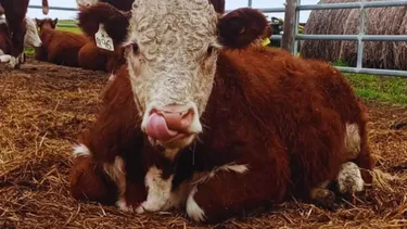 Toros Hereford evaluados por su eficiencia y emisiones.