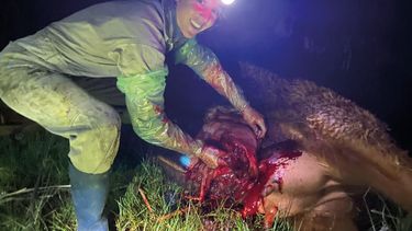 La MV Agustina Errico, de Veterinaria Errico, brindó sus opiniones respecto a la época de parición.