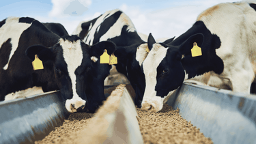 Lograr la inocuidad alimentaria y la adecuación (el balance nutricional correcto) es esencial.