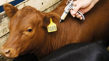 El costo de la vacunación es bajo en comparación con las pérdidas por diarrea neonatal.