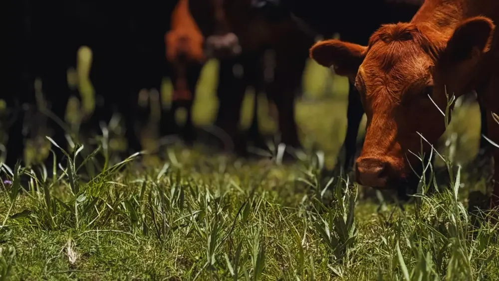 INTA detecta casos ocultos de tuberculosis bovina con diagnóstico dual. INTA detecta casos ocultos de tuberculosis bovina con diagnóstico dual.