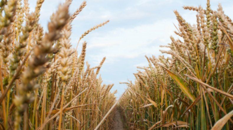 Trigo con rindes promedio de 41,3 qq por hectárea.