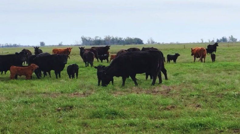Recomendaciones para cuidar la reproducción bovina en tiempos de sequía.&nbsp;