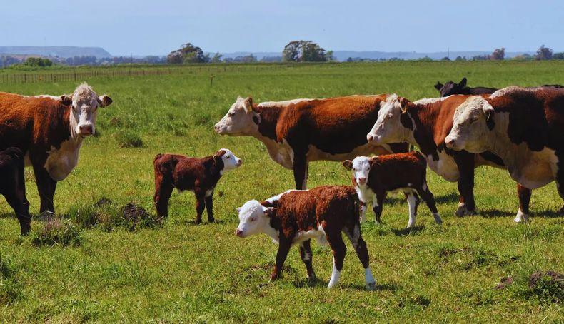 Desde 2018, INTA Cuenca del Salado viene realizando un monitoreo de porcentajes de preñez en establecimientos de cría.