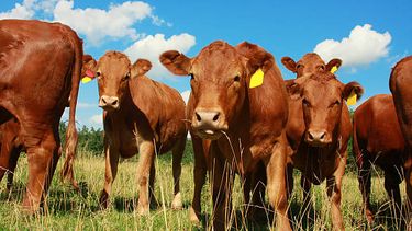 Un seguimiento del progreso de las vaquillas permite fijar objetivos y tomar decisiones.