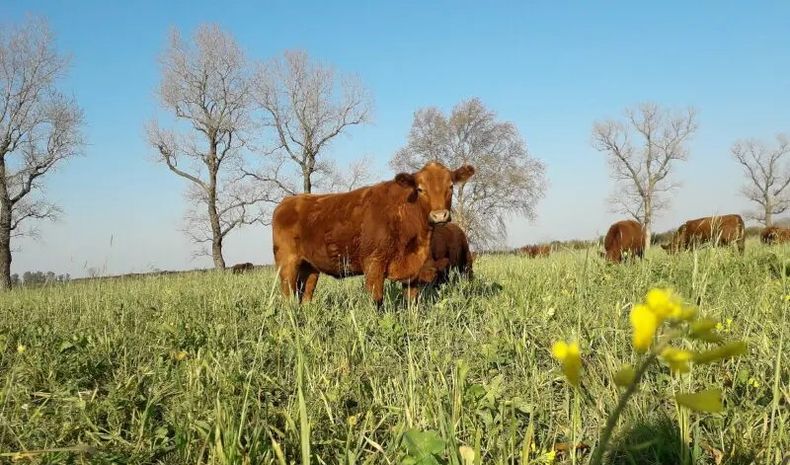 La producción agrícola regenerativa circular reporta beneficios al suelo, biodiversidad y control de plagas, entre otros.