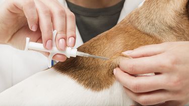 El microchip es la nueva incorporación de Biogénesis Bagó en su cartera de animales de compañía.