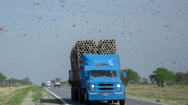 Recientemente el Senasa declaró la emergencia fitosanitaria por la langosta sudamericana.