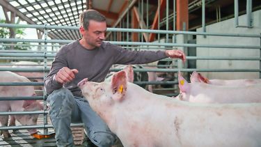 La nutrición animal impulsa resiliencia en producción porcina.