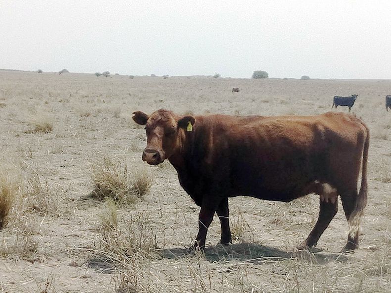 Un criador mide su empresa a partir de la cantidad de kilos de ternero que produce por cada vaca.
