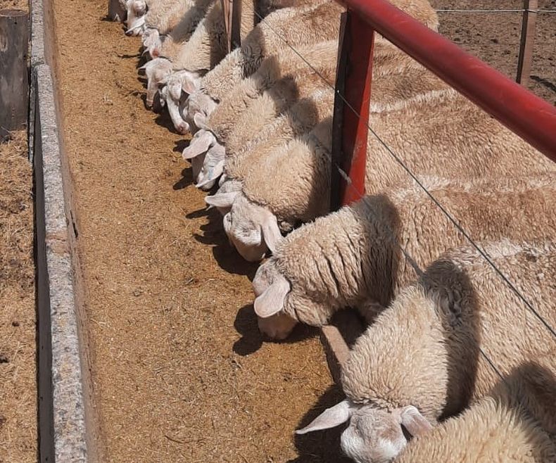 La adaptabilidad de losovinos al sistema de engorde a corral obtuvo buenos resultados.