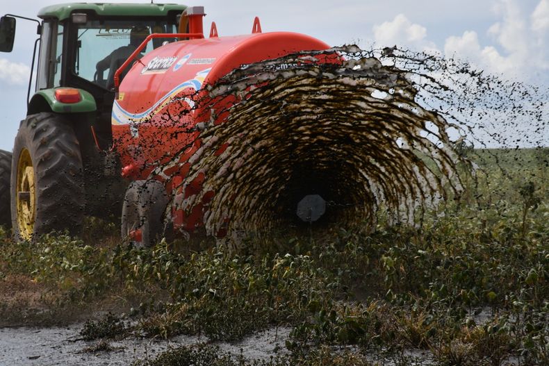 Soja con más rinde gracias a efluentes porcinos.