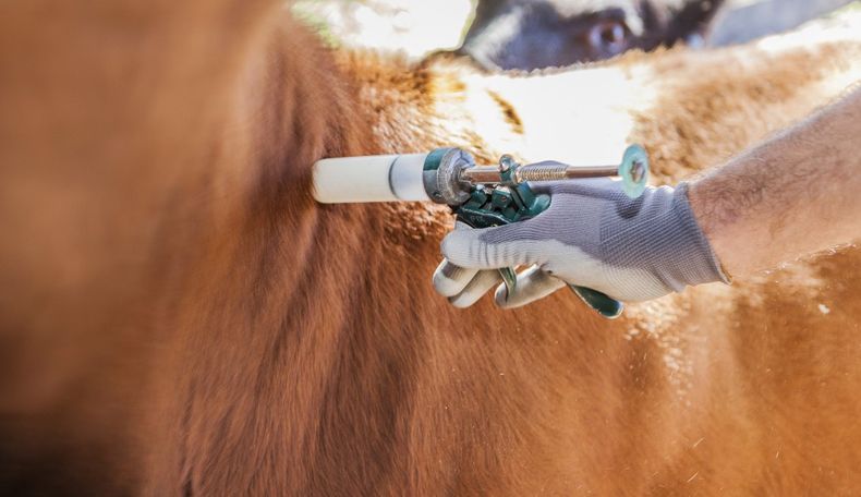 Vacunación antiaftosa. La FAA denuncia que se tomó una medida de forma inconsulta.