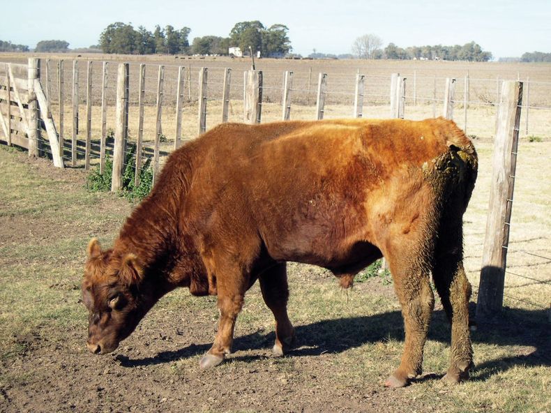 La paratuberculosis bovina tiene un período de incubación prolongado y evoluciona en etapas.