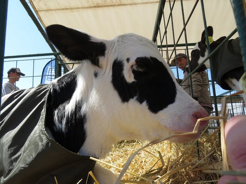 Terneros en crianza grupal, con mejores resultados.