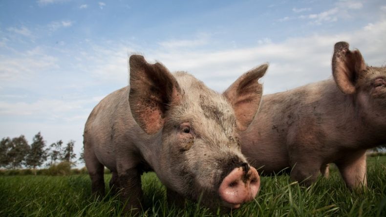 Senasa brindó una charla con pautas de prevención de triquinosis&nbsp; para las granjas porcinas.
