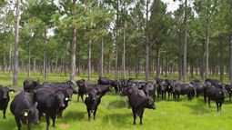 Apostar por estrategias de bienestar y resiliencia es parte del nuevo ABC de la ganadería. Apostar por estrategias de bienestar y resiliencia es parte del nuevo ABC de la ganadería.