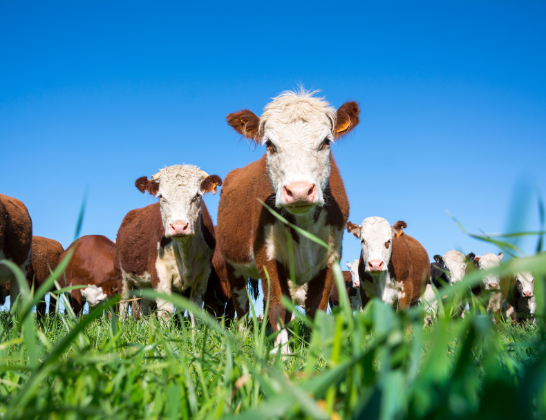 Situación del carbunclo rural en Argentina.
