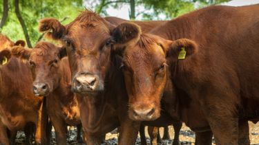 La brucelosis bovina afecta la productividad ganadera y es un riesgo para la salud pública.