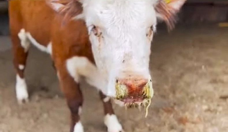 La fiebre catarral maligna en bovinos tiene un desenlace fatal tras varios días de curso.