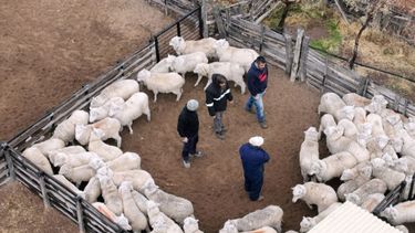 El equipo técnico-profesional del Centro Regional Patagonia Norte del Senasa verificó la sanidad de 64.267 ovinos y detectó la presencia de sarna ovina en 1.170 ejemplares.