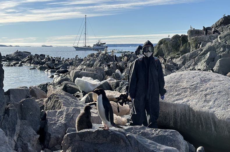 La expedición científica CSIC-UNESPA dio cuenta de la dispersión de la influenza aviar en Antártida.