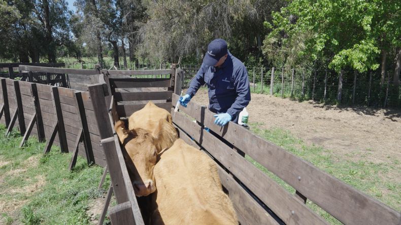 Biochemiq impulsa la eficiencia del rodeo con soluciones integrales que combinan nutrición, sanidad y tecnología.
