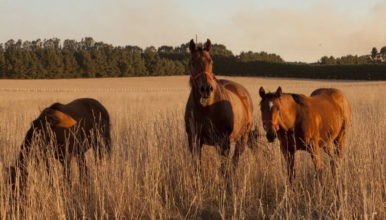 Confirmado Es Encefalomielitis Equina