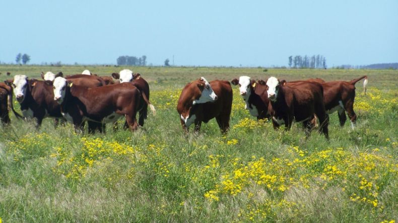 El Sistema de Análisis Espacial de Parcelas Ganaderas para Corrientes, un diseño del INTA y del gobierno de Corrientes, permite mejorar la productividad y la sustentabilidad.