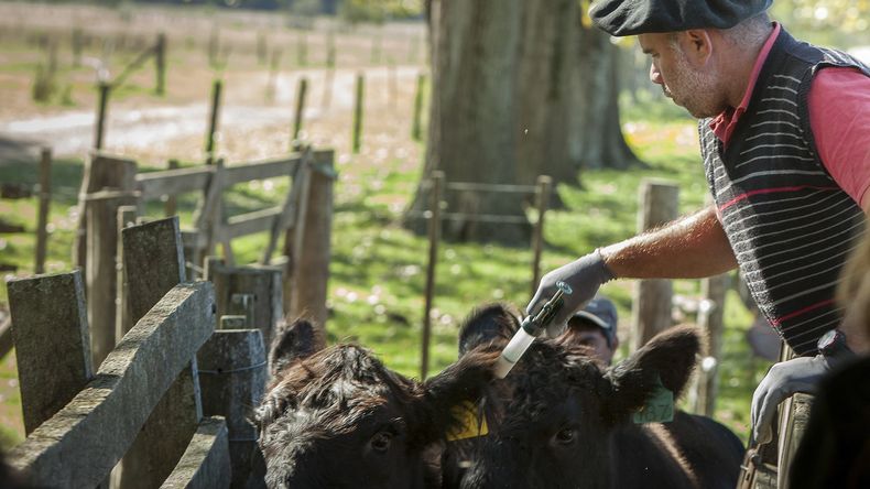 Paraguay busca el reconocimiento internacional como país libre de fiebre aftosa sin vacunación.