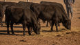 Estabilidad y forrajes impulsan recría bovina en mercados ganaderos.