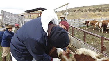 “La tuberculosis reduce un 6,25% la producción en los campos positivos”
