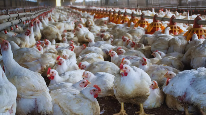 Avicultura en cifras: producción, consumo y comercio en foco.
