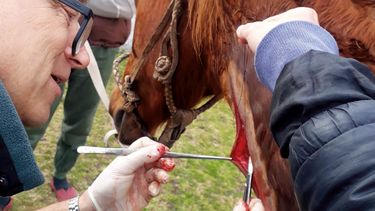 Destacan el trabajo de los veterinarios con los equinos.&nbsp;