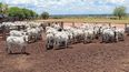 Producción ganadera en Brasil: récords de faena y crecimiento.