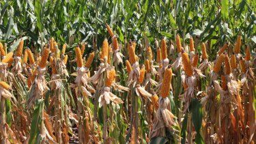 Análisis de mercados agrícolas.
